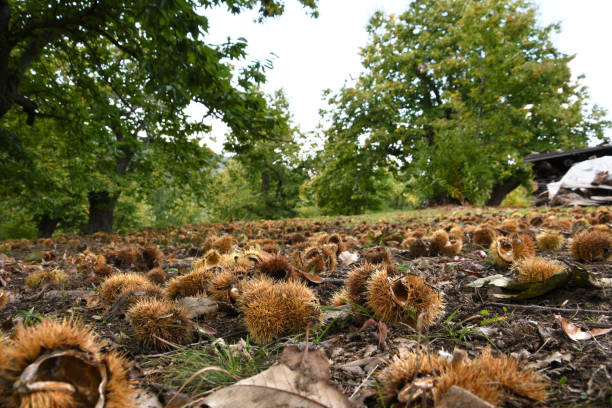 Ricci di castagno caduti a terra in un bosco toscano