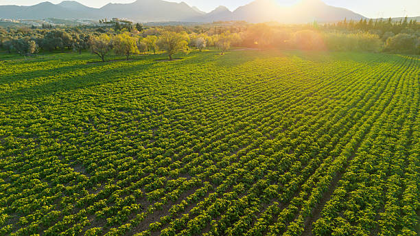 Campo di patate di montagna al tramonto